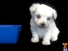 maltese puppy posted by TINY PUPPIES